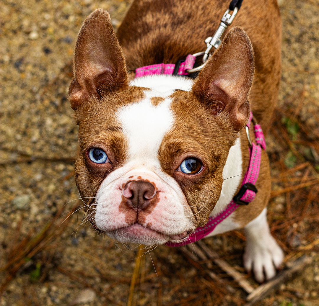 Photo gallery of the happiest dogs